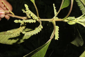 Tournefortiopsis crispiflora voucher:nz-9684